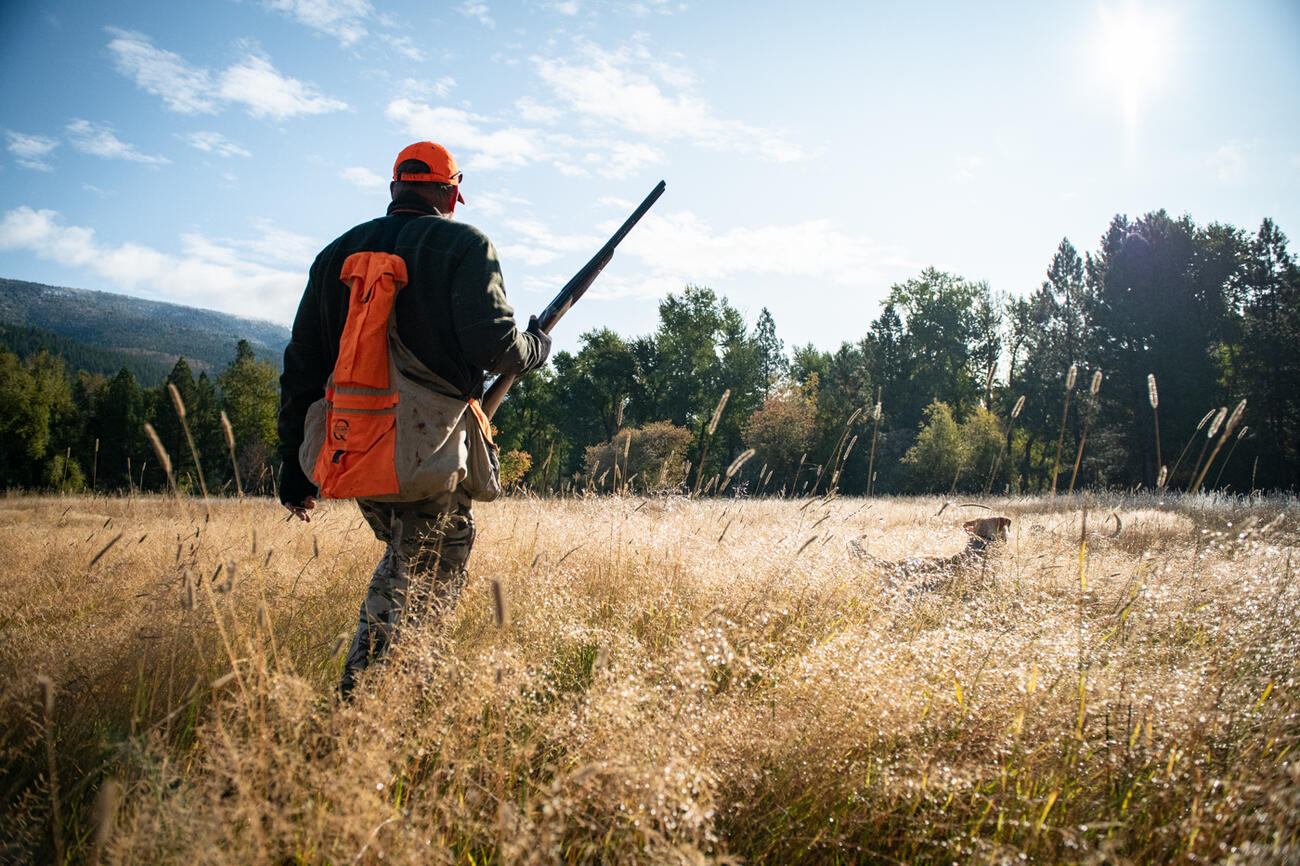 Bird hunter and dog walking through a field