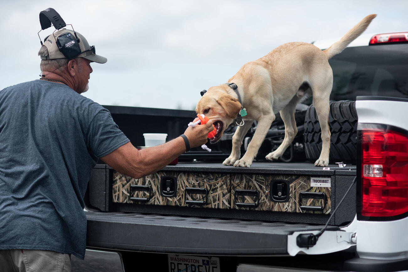 Dog standing on a TruckVault playing with a bumper.