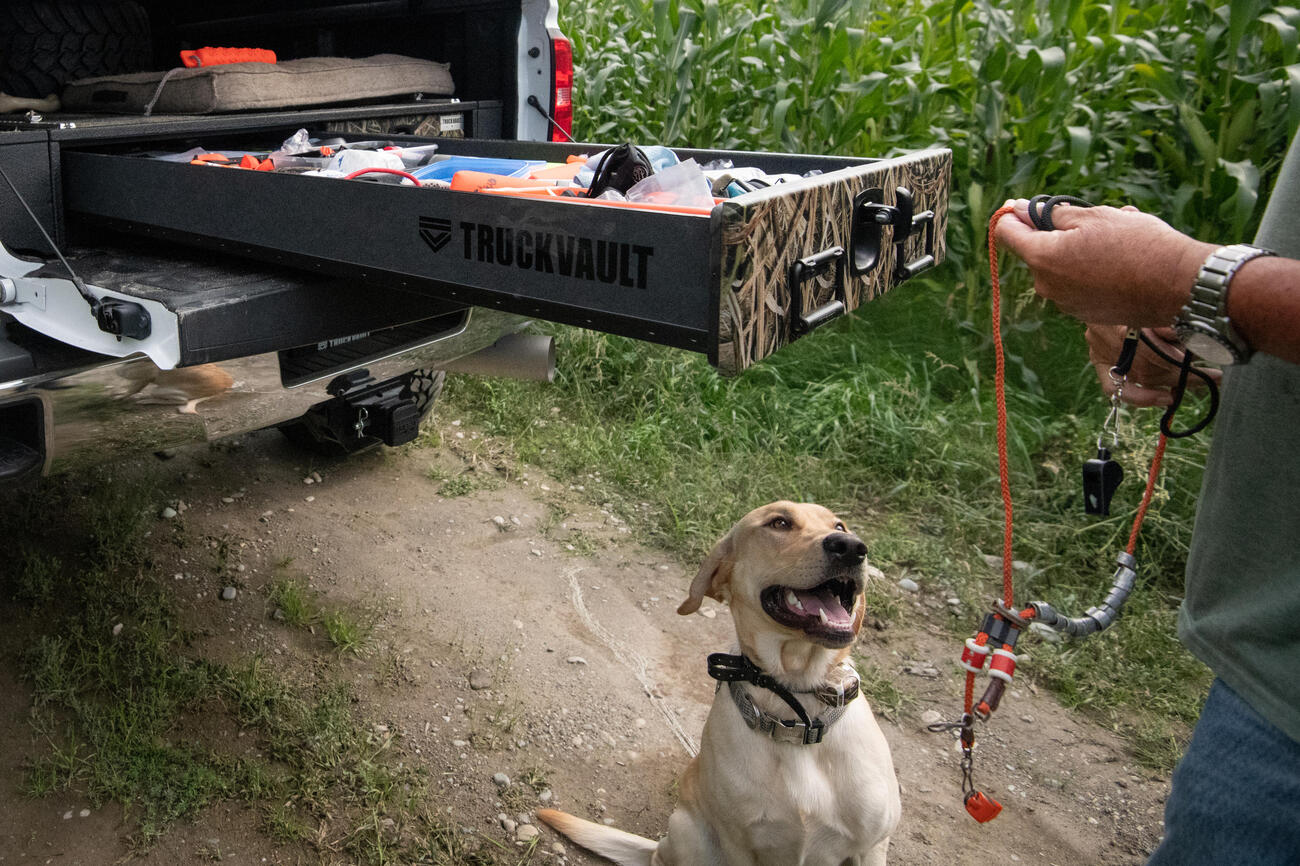 Dog patiently waiting for owners command.